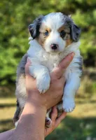 Maple, a female Toy Australian Shepherd for sale in Rapid River, MI – 1 of 2