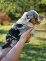 Clove, a female Toy Australian Shepherd for sale in Rapid River, MI – 2 of 2
