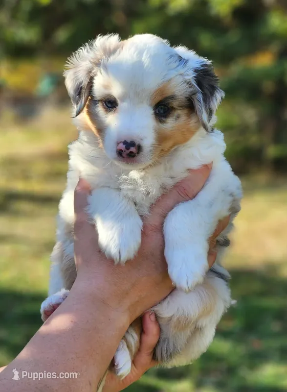 Casper – Toy Australian Shepherd puppy for sale in Rapid River, MI