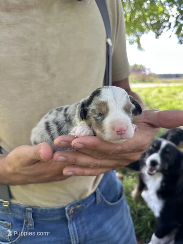 Pumpkin – Toy Australian Shepherd puppy for sale in Rapid River, MI