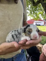Pumpkin, a female Toy Australian Shepherd for sale in Rapid River, MI – 2 of 2