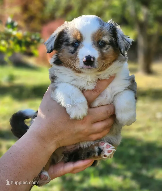 Clove – Toy Australian Shepherd puppy on hold in Rapid River, MI