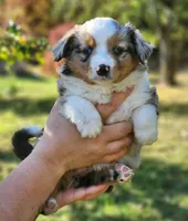 Clove, a female Toy Australian Shepherd for sale in Rapid River, MI – 1 of 2