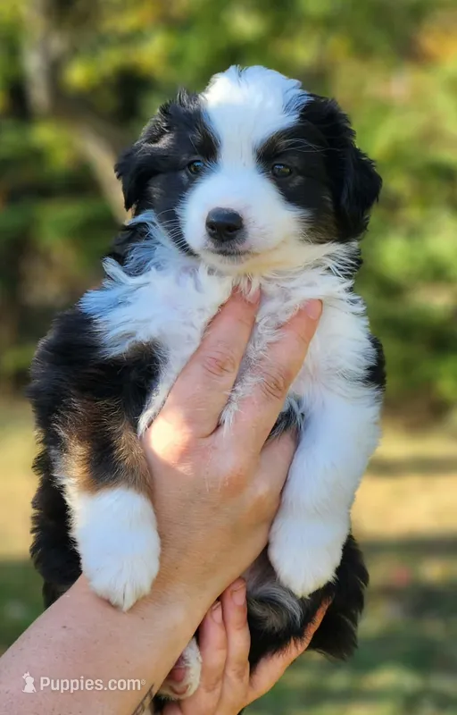 Pumpkin – Toy Australian Shepherd puppy for sale in Rapid River, MI