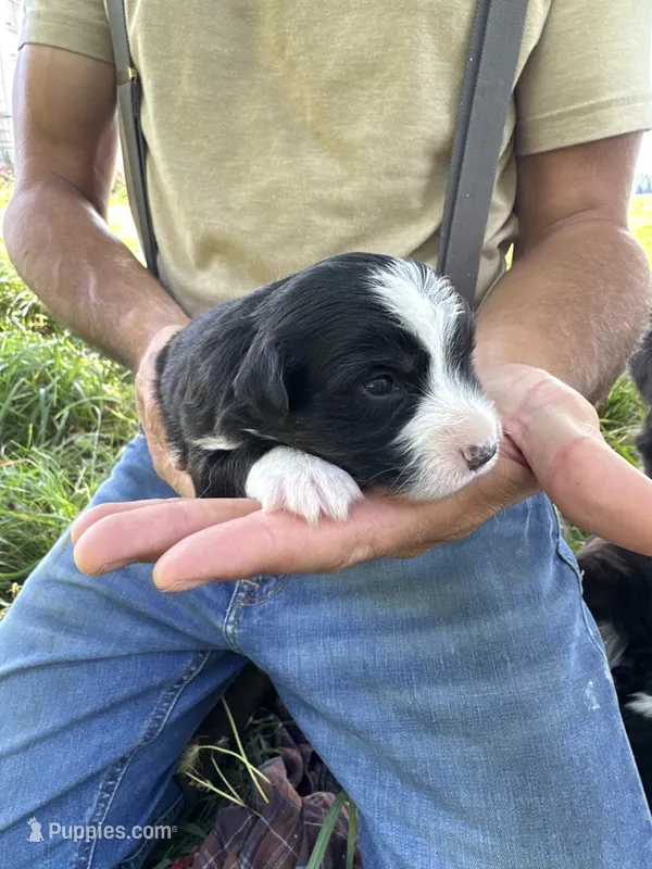 Sabrina – Toy Australian Shepherd puppy for sale in Rapid River, MI
