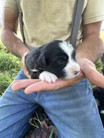 Sabrina, a female Toy Australian Shepherd for sale in Rapid River, MI – 1 of 2