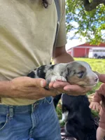 Jack, a male Toy Australian Shepherd for sale in Rapid River, MI – 2 of 2