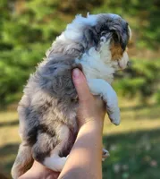 Maple, a female Toy Australian Shepherd for sale in Rapid River, MI – 2 of 2