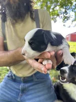 Sabrina, a female Toy Australian Shepherd for sale in Rapid River, MI – 2 of 2