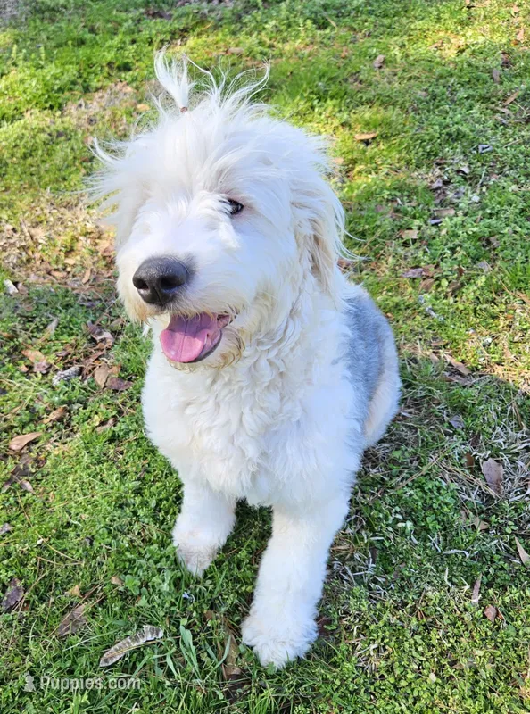 Adult female – Old English Sheepdog puppy for sale in Kinston, NC
