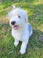 Adult female, a female Old English Sheepdog for sale in Kinston, NC – 1 of 1