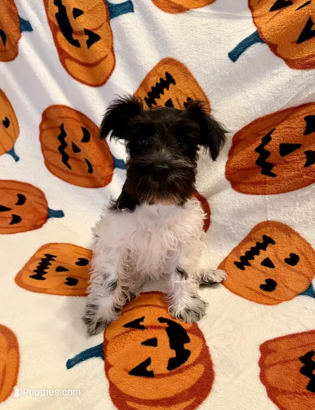 AKC “Duke” – Miniature Schnauzer puppy for sale in Tulsa, OK