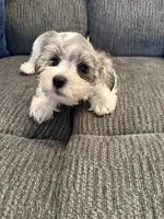 Peyton, a male Miniature Schnauzer for sale in Tulsa, OK – 2 of 3