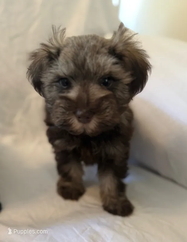 Love bug – Miniature Schnauzer puppy for sale in Tulsa, OK