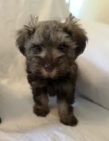 Love bug, a female Miniature Schnauzer for sale in Tulsa, OK – 2 of 2