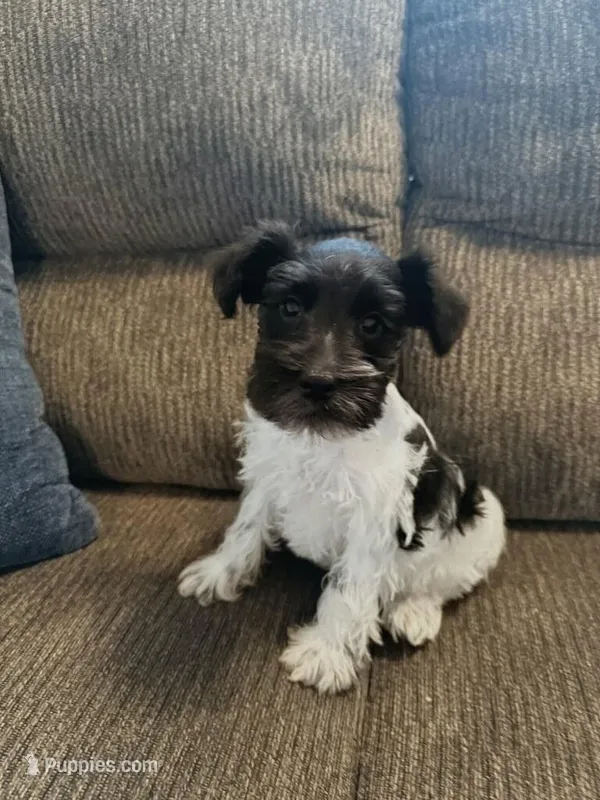 AKC “Duke” – Miniature Schnauzer puppy for sale in Tulsa, OK