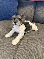 Chase, a male Miniature Schnauzer for sale in Tulsa, OK – 3 of 3