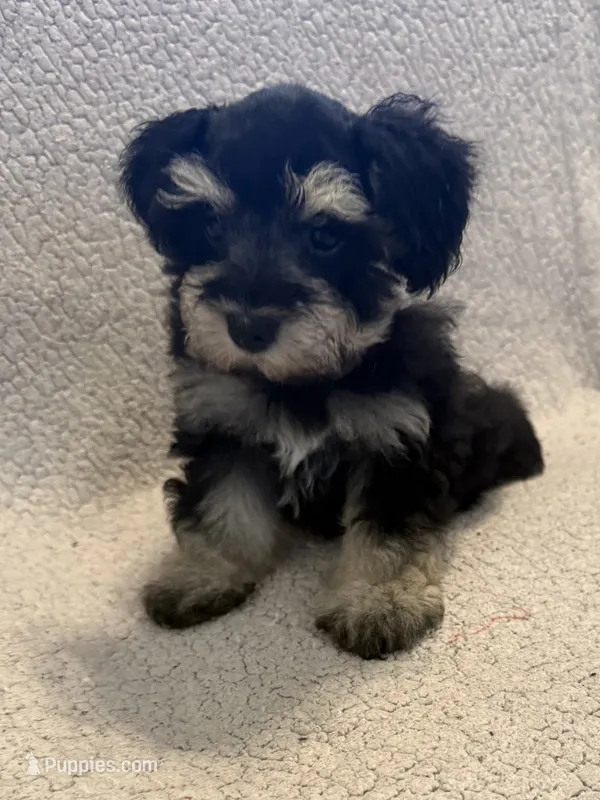 Libby – Miniature Schnauzer puppy for sale in Tulsa, OK