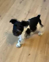 Oliver, a male Miniature Schnauzer for sale in Tulsa, OK – 5 of 5