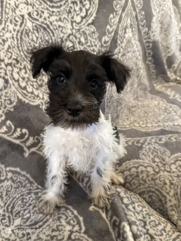 AKC “Duke” – Miniature Schnauzer puppy for sale in Tulsa, OK