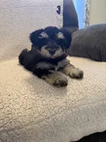 Libby, a female Miniature Schnauzer for sale in Tulsa, OK – 2 of 2