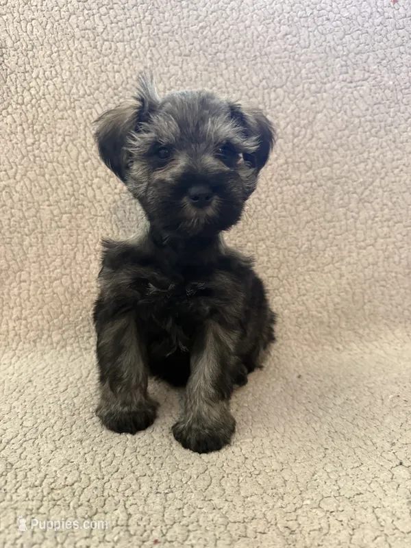 Ava – Miniature Schnauzer puppy for sale in Tulsa, OK