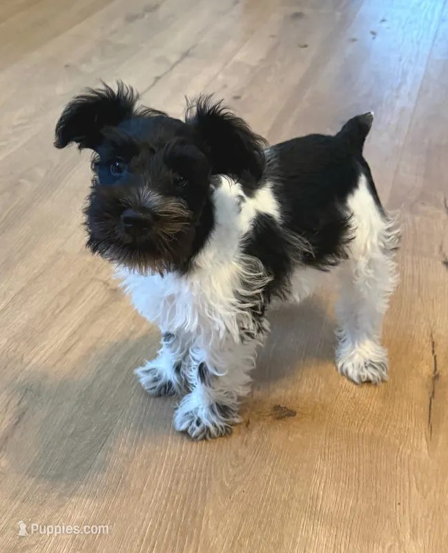 Oliver – Miniature Schnauzer puppy for sale in Tulsa, OK