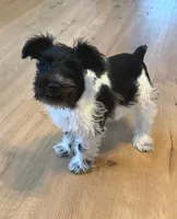 Oliver, a male Miniature Schnauzer for sale in Tulsa, OK – 1 of 5