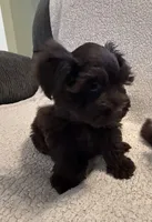 Cocoa, a female Miniature Schnauzer for sale in Tulsa, OK – 2 of 2