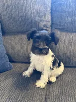 AKC “Duke”, a male Miniature Schnauzer for sale in Tulsa, OK – 1 of 2