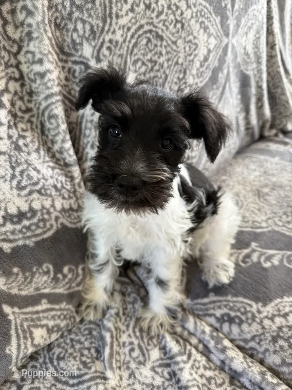 AKC “Duke” – Miniature Schnauzer puppy for sale in Tulsa, OK