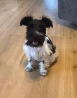 Oliver, a male Miniature Schnauzer for sale in Tulsa, OK – 3 of 5