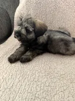 Ava, a female Miniature Schnauzer for sale in Tulsa, OK – 2 of 3