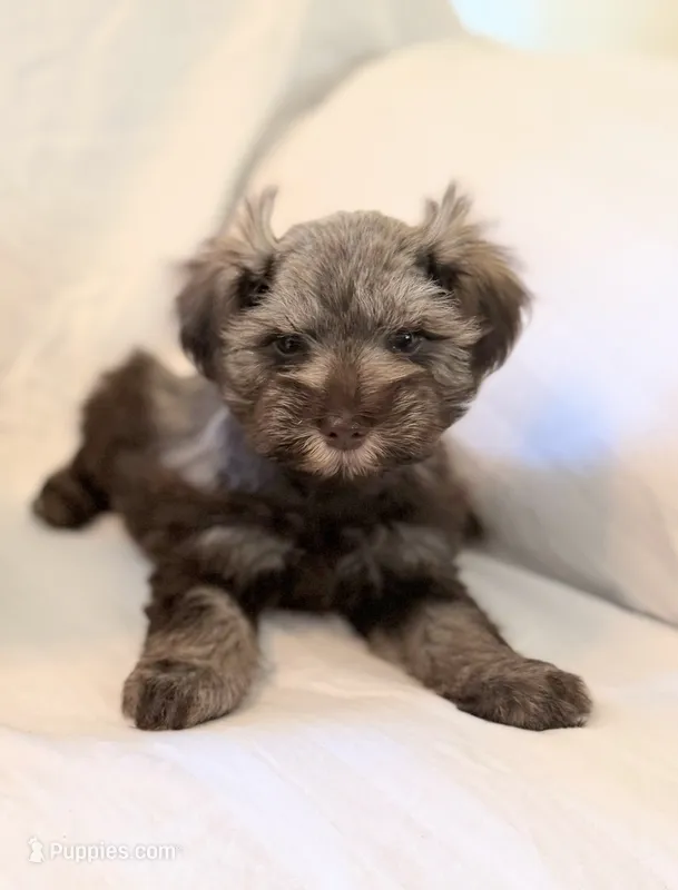 Love bug – Miniature Schnauzer puppy for sale in Tulsa, OK