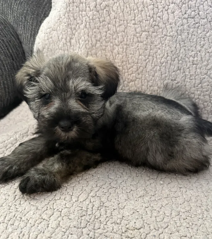 Ava – Miniature Schnauzer puppy for sale in Tulsa, OK