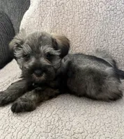 Ava, a female Miniature Schnauzer for sale in Tulsa, OK – 3 of 3