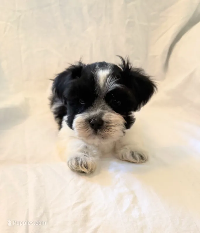 Little Man – Miniature Schnauzer puppy for sale in Tulsa, OK