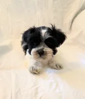 Little Man, a male Miniature Schnauzer for sale in Tulsa, OK – 1 of 2
