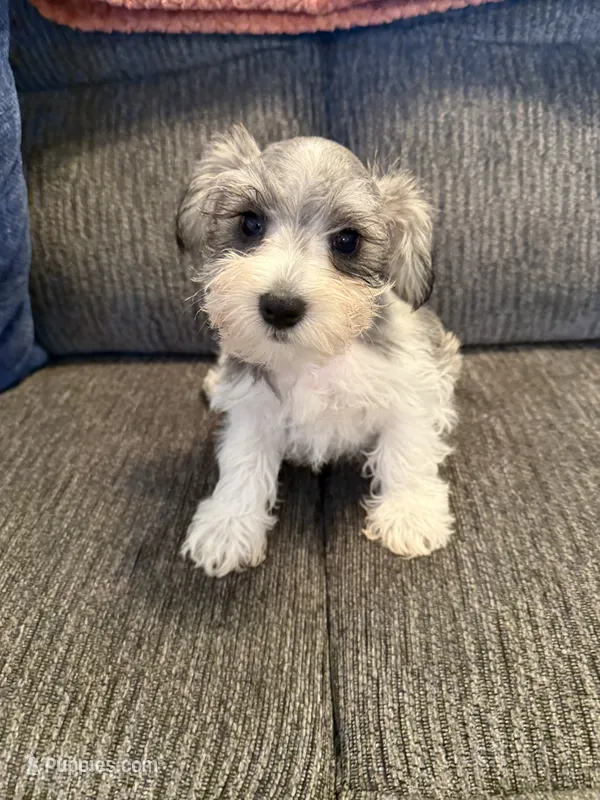 Peyton – Miniature Schnauzer puppy for sale in Tulsa, OK