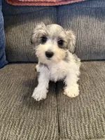 Peyton, a male Miniature Schnauzer for sale in Tulsa, OK – 1 of 3