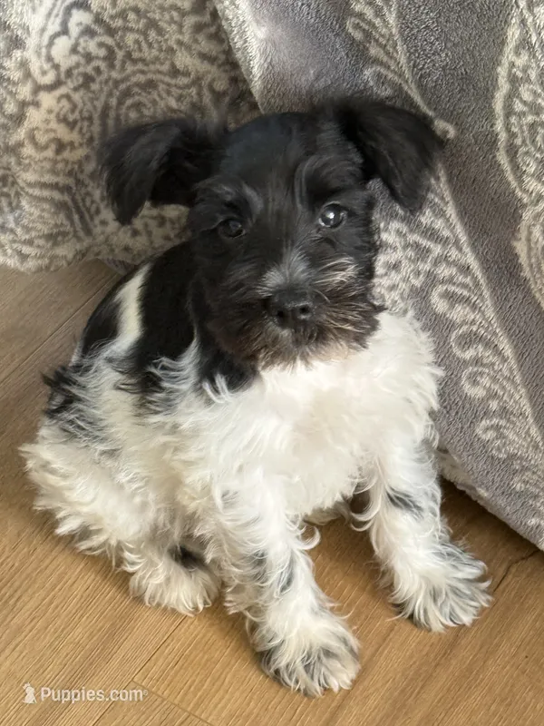 AKC “Duke” – Miniature Schnauzer puppy for sale in Tulsa, OK