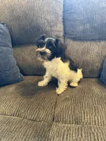 AKC “Sammie”, a male Miniature Schnauzer for sale in Tulsa, OK – 2 of 2