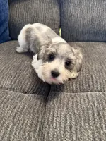 Peyton, a male Miniature Schnauzer for sale in Tulsa, OK – 3 of 3