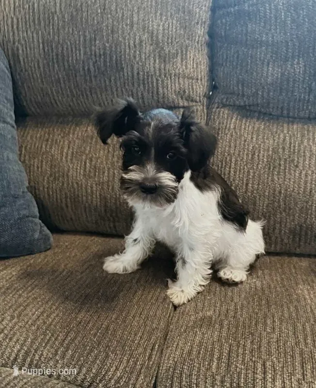AKC “Sammie” – Miniature Schnauzer puppy for sale in Tulsa, OK