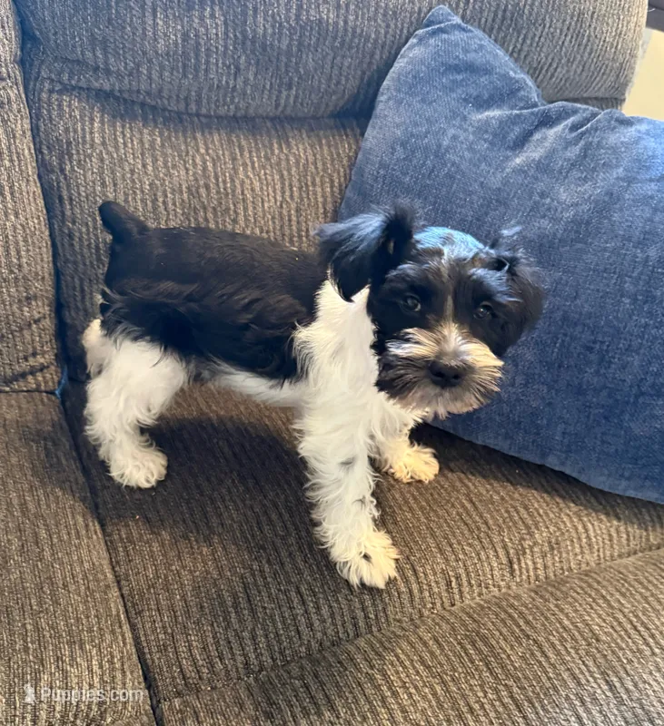 AKC “Sammie” – Miniature Schnauzer puppy for sale in Tulsa, OK