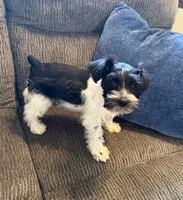 AKC “Sammie”, a male Miniature Schnauzer for sale in Tulsa, OK – 1 of 2