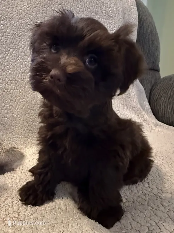 Cocoa – Miniature Schnauzer puppy on hold in Tulsa, OK