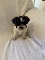 Little Man, a male Miniature Schnauzer for sale in Tulsa, OK – 2 of 2