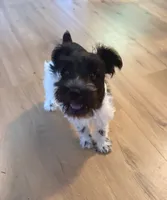 Oliver, a male Miniature Schnauzer for sale in Tulsa, OK – 4 of 5