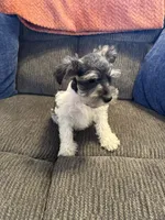 Chase, a male Miniature Schnauzer for sale in Tulsa, OK – 2 of 3